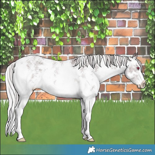 Horse Color:Chocolate Silver Brown Chinchilla Sabino 