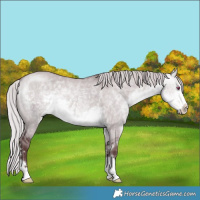 Horse Color:Chocolate Silver Buckskin Chinchilla Dun 