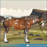 Horse Color:White Spotted Chocolate Palomino 