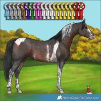 Horse Color:Brown Sabino Tobiano