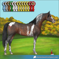 Horse Color:Brown Sabino Tobiano