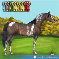 Horse Color:Brown Sabino Tobiano 
