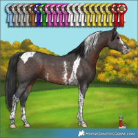 Horse Color:Brown Sabino Tobiano 