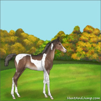 Horse Color:Liver Chestnut Mushroom Sabino Tobiano 