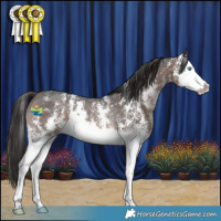 Horse Color:Brown Sabino Splash Rabicano 