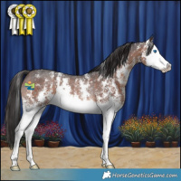 Horse Color:Brown Sabino Splash Rabicano