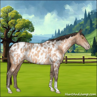 Horse Color:Amber Champagne Sabino Tobiano Appaloosa and Amber Champagne Sabino Tobiano Appaloosa