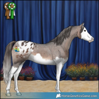 Horse Color:Brown Splash Appaloosa 