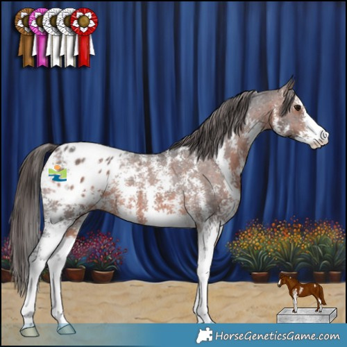 Horse Color:Brown Sabino Appaloosa 