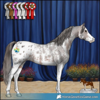 Horse Color:Brown Sabino Appaloosa 