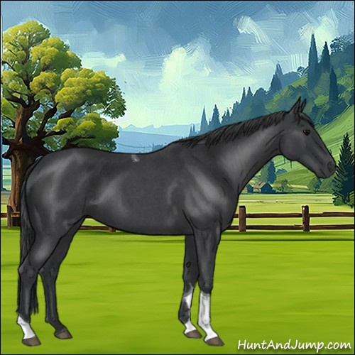 Horse Color:Blue Roan Tobiano