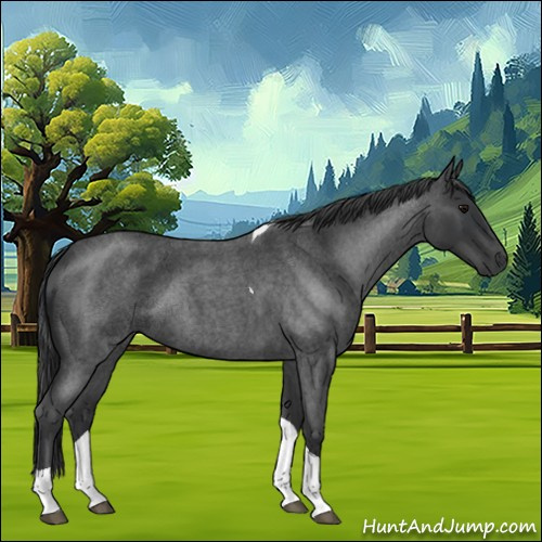 Horse Color:Blue Roan Tobiano