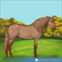Horse Color:Red Dun 