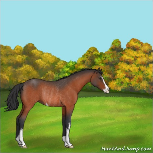Horse Color:Bay Roan Sabino Rabicano 