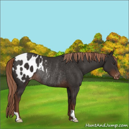 Horse Color:Liver Chestnut Appaloosa Rabicano