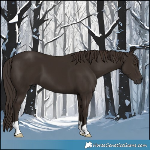 Horse Color:Liver Chestnut 