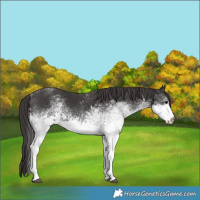 Horse Color:White Spotted Smoky Black 