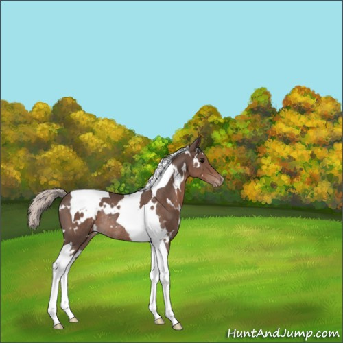 Horse Color:White Spotted Silver Black Tobiano Appaloosa Rabicano 