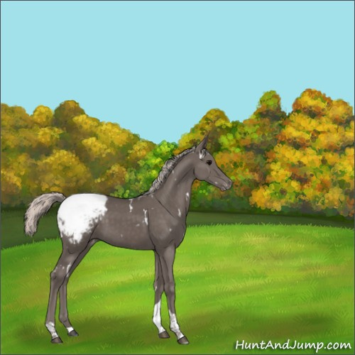 Horse Color:White Spotted Silver Black Tobiano Appaloosa Rabicano 