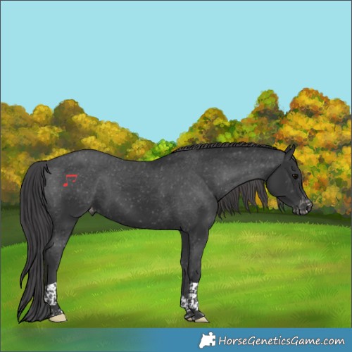 Horse Color:Black Tobiano Appaloosa Rabicano 