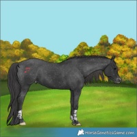 Horse Color:Black Tobiano Varnish Rabicano