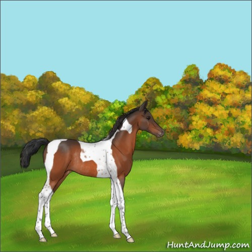 Horse Color:Brown Tobiano Varnish Rabicano 