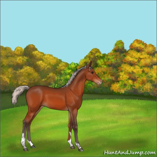 Horse Color:Silver Bay Tobiano Appaloosa Rabicano 