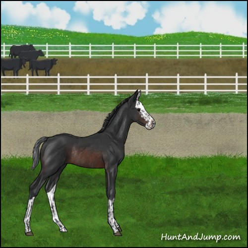Horse Color:Brown Rabicano  and Brown Splash Rabicano 