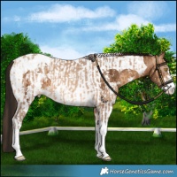 Horse Color:Amber Champagne Sabino Tobiano Appaloosa  and Gray Amber Champagne Sabino Tobiano Appaloosa 