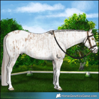 Horse Color:Amber Champagne Sabino Tobiano Appaloosa  and Gray Amber Champagne Sabino Tobiano Appaloosa 