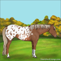Horse Color:Chestnut Appaloosa