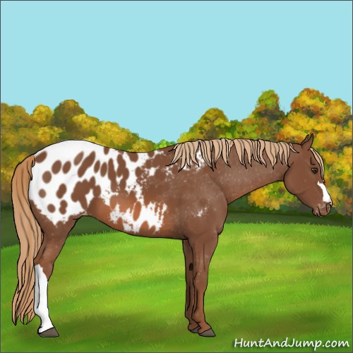 Horse Color:Chestnut Appaloosa 