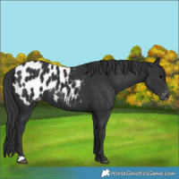 Horse Color:Black Appaloosa