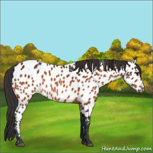 Horse Color:Bay Appaloosa 