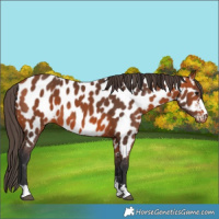 Horse Color:Bay Appaloosa 