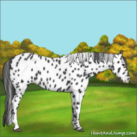 Horse Color:Black Appaloosa