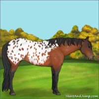 Horse Color:Bay Appaloosa