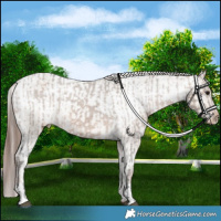 Horse Color:Brown Dun Appaloosa  and Liver Red Dun Appaloosa 