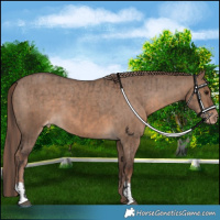 Horse Color:Brown Dun Appaloosa and Liver Red Dun Appaloosa