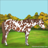 Horse Color:Chestnut Tobiano Appaloosa 