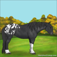 Horse Color:Black Tobiano Appaloosa