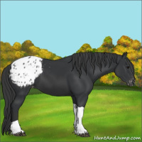 Horse Color:Black Tobiano Appaloosa 