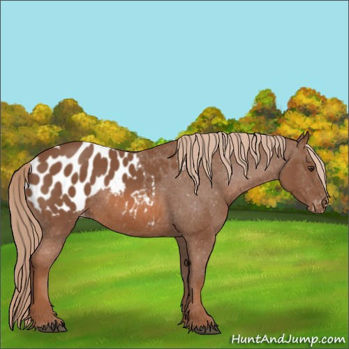 Horse Color:Chestnut Appaloosa