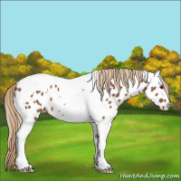 Horse Color:Chestnut Tobiano Appaloosa 