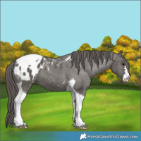 Horse Color:Grullo Tobiano Appaloosa 