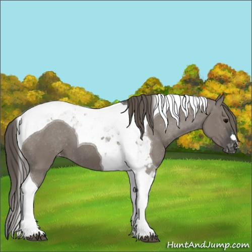 Horse Color:Grullo Tobiano Appaloosa 