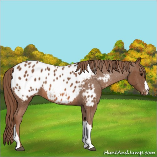 Horse Color:Chestnut Appaloosa