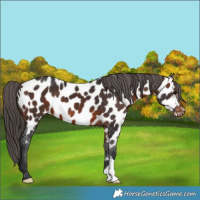 Horse Color:Brown Appaloosa 