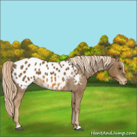Horse Color:Chocolate Palomino Appaloosa 
