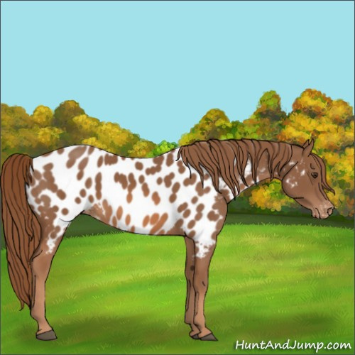 Horse Color:Chestnut Appaloosa